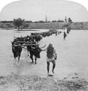Traversée de la rivière Modder, Guerre des Boers, Afrique du Sud, 15 février 1901 - Underwood and Underwood