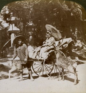 Fille nourrissant des cerfs sacrés en route pour les prières, terrain du temple Kasuga, Nara, Japon, 1904 - Underwood and Underwood
