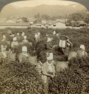 Filles cueillant du thé, Uji, Japon - Underwood and Underwood