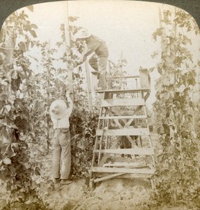 Dans le riche district du houblon, entraînement des vignes, vallée de la White River, Washington, USA - Underwood and Underwood