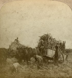 Chargement de canne, plantation de sucre, Louisiane, USA - Underwood and Underwood