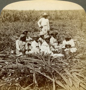 Sur la plantation de sucre La Union, San Luis, province de Santiago, Cuba, 1899 - Underwood and Underwood