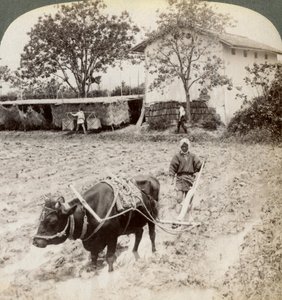 Labourer un sol inondé pour la plantation de riz, au nord de la route principale à Uji, près de Kyoto, Japon, 1904 - Underwood and Underwood