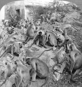 Singes sacrés à Galta, près de Jeypore, Inde, 1904 - Underwood and Underwood