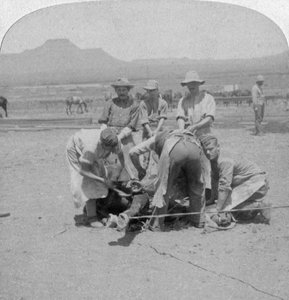 Ferrage des chevaux à Naauwpoort, Afrique du Sud, Guerre des Boers, 1900 - Underwood and Underwood