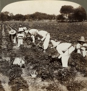 Champ de fraises, Irapuato, Mexique - Underwood and Underwood