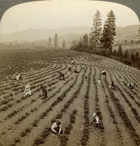 Cueillette de fraises, ferme Cedar Creek, vallée de Hood River, Oregon, USA - Underwood and Underwood