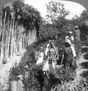 Femmes tamoules cueillant du thé sur le domaine de Sir Thomas Lipton, Polgahawela, Sri Lanka, 1903 - Underwood and Underwood