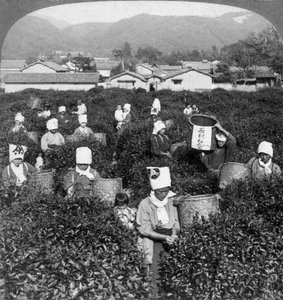 Cueillette de thé à Uji, Japon, 1904 - Underwood and Underwood