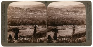 La colline de Samarie, vue du sud, entourée de ses figuiers et oliviers, Palestine, 1900 - Underwood and Underwood