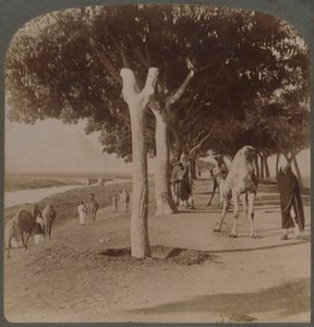 La route vers les pyramides, Égypte, 1896 - Underwood and Underwood