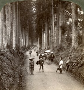 Les bosquets étaient les premiers temples de Dieu, avenue des nobles cryptomères à Nikko, Japon - Underwood and Underwood