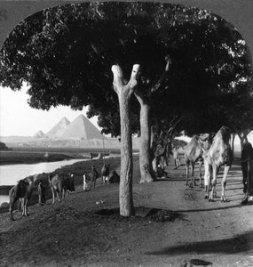 La route des pyramides, Gizeh, Égypte, 1905 - Underwood and Underwood