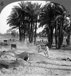 Le vannage du grain après le battage, Égypte, 1905 - Underwood and Underwood