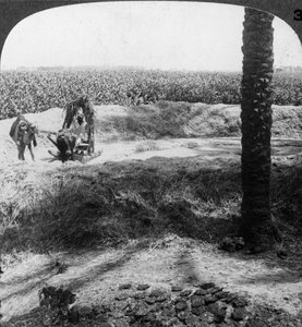Battage en Égypte, 1905 - Underwood and Underwood