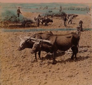 Paysans économes avec leur bétail travaillant dans une ferme près de Jonkoping, Suède, 1905 - Underwood and Underwood