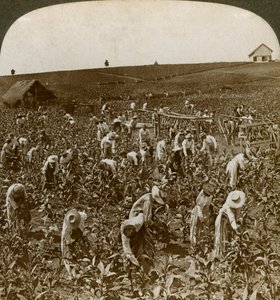 Champ de tabac, Montpellier, Jamaïque, 1900 - Underwood and Underwood