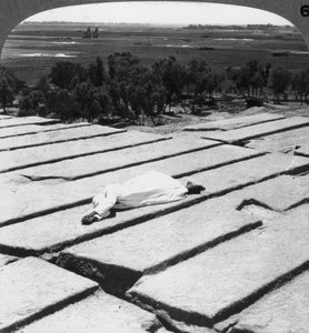 Vue de Thèbes et des colosses de Memnon, vue depuis le Ramesseum, Égypte, 1905 - Underwood and Underwood