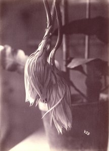 [Cereus à floraison nocturne, fermé après la floraison]