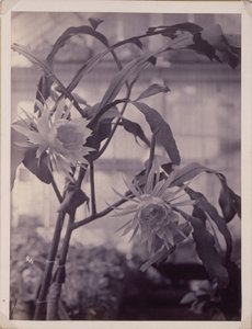 [Cereus à floraison nocturne, en fleur] - Unidentified