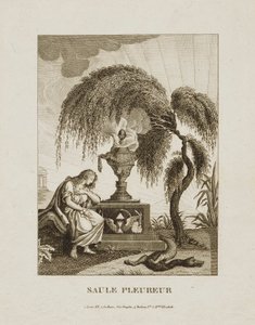 Saule Pleureur