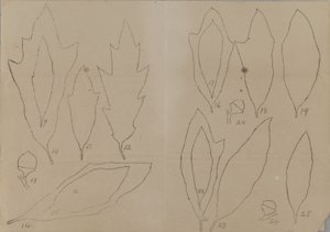 Étude de la forme des feuilles - Unidentified