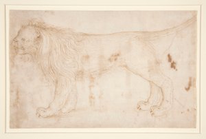 Un lion - Unknown