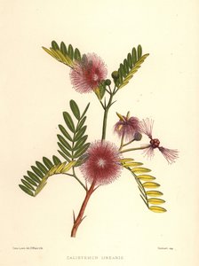 Callistemon linearis (Calistemon linearis) - Unknown
