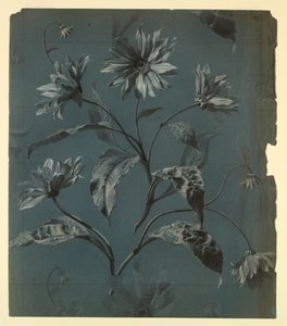 Design pour Papier Peint ou Textile de Fleur de Type Marguerite avec Répétition - Unknown