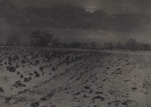 Champ de choux sous la neige - Unknown