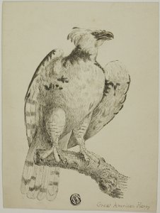Grande Harpie Américaine