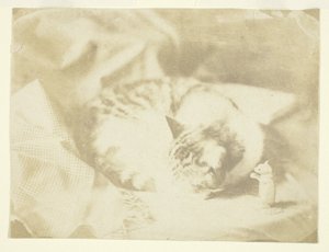 Le chat de Mme Craik - Unknown
