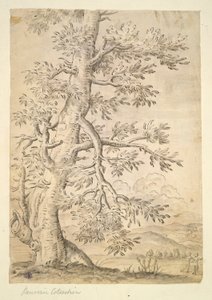 Arbre