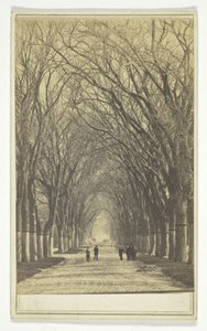 Sans titre (allée d