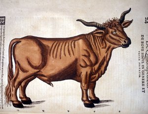 Un bœuf de l
