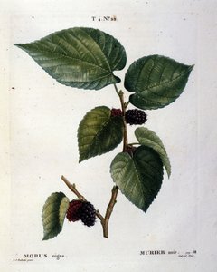 Un mûrier noir et ses fruits : planche botanique du 19ème siècle. - Unknown artist