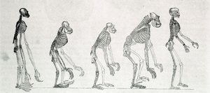 Étude comparée des squelettes de l