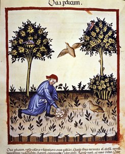 Un homme ramasse des œufs dans un nid de perdrix. Enluminure du traité de médecine et de diététique « Tacuinum sanitatis » - Unknown artist