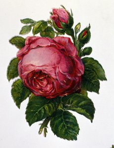 Une rose - Unknown artist