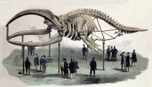Un squelette de baleines au Royal College of Surgeons à Londres. Gravure du 19e siècle - Unknown artist