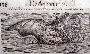 Une baleine détruit la coque d