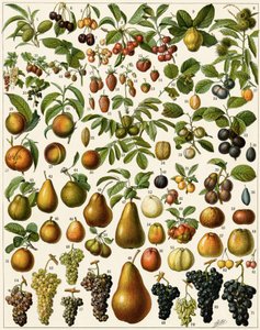 Agriculture : Planche botanique représentant des fruits comestibles (cerise, framboise, fraise, myrtille, pêche, abricot, noix, raisin, poire, noisette, figue, pomme, prune...). Lithographie en couleur.
