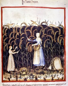 Agriculture. Récolte de panic (céréale). Enluminure du « Tacuinum sanitatis » - Unknown artist