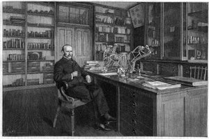 Alphonse Milne Edwards - Unknown artist