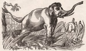 Un éléphant capturé dans la savane, Afrique - Unknown