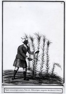 Antilles, nègre domestique coupant de la canne à sucre. - Unknown artist