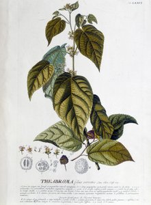 Arbroma, plante à thé - planche botanique - Unknown artist