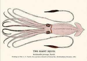 Architeuthis princeps, le calmar géant échoué sur la plage de Fortune Bay (Terre-Neuve) en décembre 1874 et décrit pour la première fois par le professeur A.E. Verrill. Gravure d