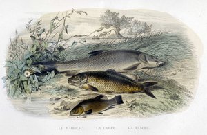 Barbeau, carpe et tanche - dans "Histoire naturelle" de Lacépède, T.II, éd. Furne et Cie, Paris - Unknown artist