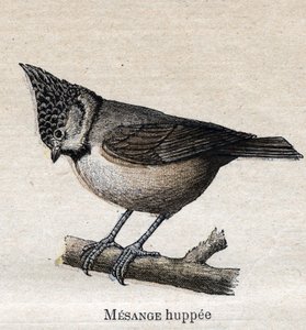 Oiseaux utiles à l